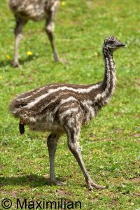 emu _2023_04.JPG