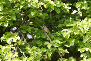 309A6363-DxO_Greenfinch_full.jpg