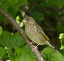 309A6363-DxO_Greenfinch_blurred background.jpg