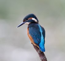 2U4A6871 -DxO_Kingfisher_fowlmere_2013_08_15.jpg