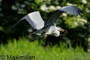 heron_BIF2023_04.JPG