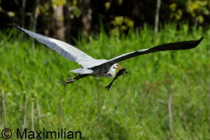 heron_BIF2023_05.JPG