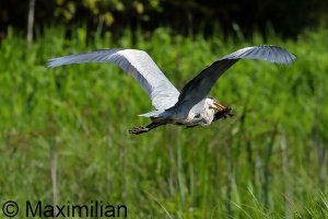 heron_BIF2023_06.JPG