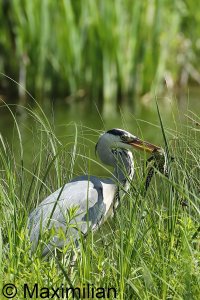 heron_2023_07.JPG