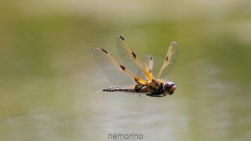 first Dif of the year.jpg