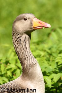 goose_grey_2023_21.JPG