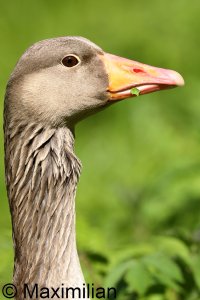 goose_grey_2023_22.JPG