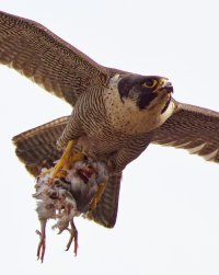 309A6710-DxO_Peregrine_Falcon+pigeon_flying_vgcv Crop.jpg