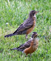 IMG_2350 ps3 crop picasa fix-topaz-enhance - Copy.jpg