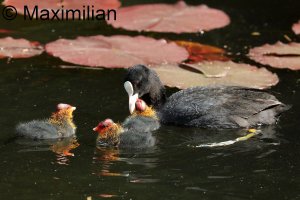 coot_2023_02.JPG