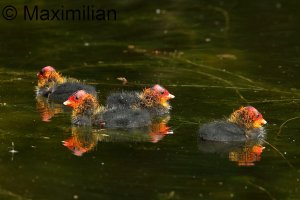 coot_2023_05.JPG