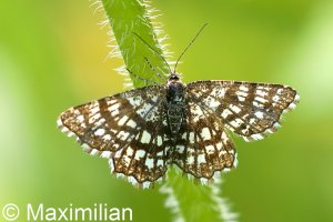 latticed_heath_2023_01.JPG