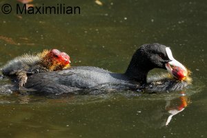 coot_2023_06.JPG
