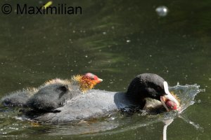 coot_2023_07.JPG