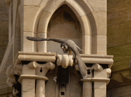 Peregrine_falcon_flying+pigeon.gif