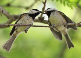 IMG_2831 ps3 fix-SharpenAI-Focus - Copy resized CR.jpg