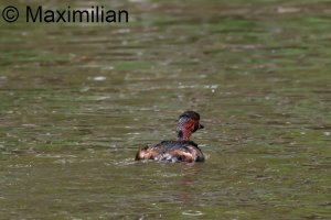 grebe_l_2023_03.JPG