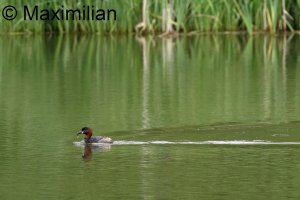 grebe_l_2023_05.JPG
