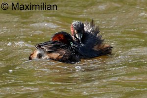 grebe_l_2023_06.JPG