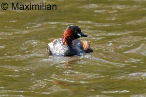 grebe_l_2023_07.JPG