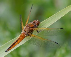 309A7005-DxO_Scarce_chaser_dragonfly.jpg