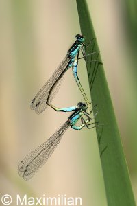 bluetail_2023_07.JPG