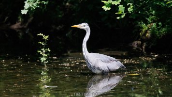 the heron and the damselfly_b.jpg
