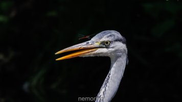 the heron and the damselfly_a.jpg