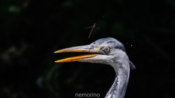 the heron and the damselfly_d.jpg