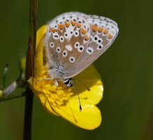 309A7119-DxO_brown_argus_butterfly_side_view.jpg