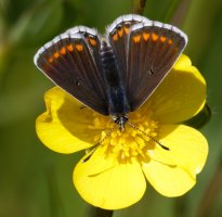 309A7169-DxO_brown_argus_butterfly_top_view.jpg