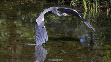 heron take off2.jpg