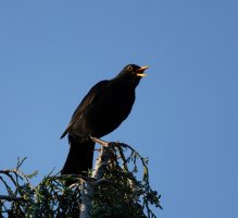 3R3A8749-DxO_blackbird_on_tree-ls-Sm.jpg