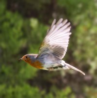 309A7279-DxO_Robin_flying-lsmb.jpg 309A7279-DxO_Robin_flying-lsmb.jpg