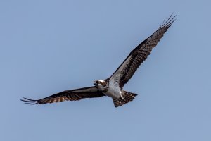 IMG_8293-Edit.jpg IMG_8293-Edit.jpg