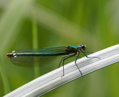 309A7439-DxO_female_banded_demoiselle_white_pseudopterostigma-ls-Sm.jpg