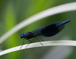 309A7472-DxO_male_banded_demoiselle-ls-Sm.jpg