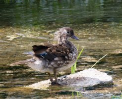 3R3A8779-DxO_female_mandarin_duck-gigapixel-low_res-scale-2_00x.jpg