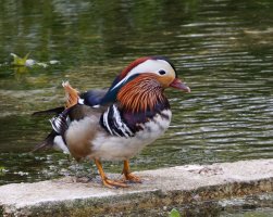 3R3A8788-DxO_male_mandarin_duck-gigapixel-low_res-scale-2_00x.jpg