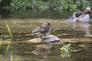 2x500_Screenshot 2023-05-30 at 10.08.13.png