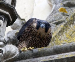 309A7519-DxO_Female_Peregrine_Falcon_chick_aut.jpg