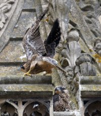 309A7630-DxO_Peregrine_Falcon_Chicks_aut.jpg