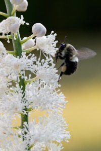 Bumbling the Cohosh.jpg
