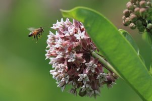 Milkweed Buzz.jpg