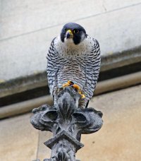 309A7653-DxO_Peregrine_Falcon_on_spire copy_shaut.jpg