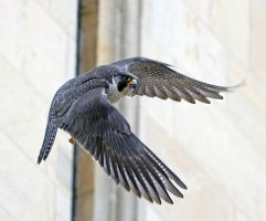 309A7725-DxO_Peregrine_Falcon_taking_off-ls-Sshaut.jpg