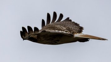 IMG_2922-Edit.jpg IMG_2922-Edit.jpg