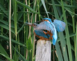 Kingfishers_Mating.gif
