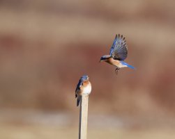 IMG_3722-Edit.jpg IMG_3722-Edit.jpg