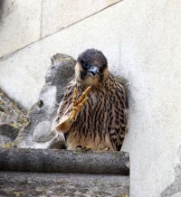 309A8648-DxO_peregrine_gesticulating.jpg 309A8648-DxO_peregrine_gesticulating.jpg